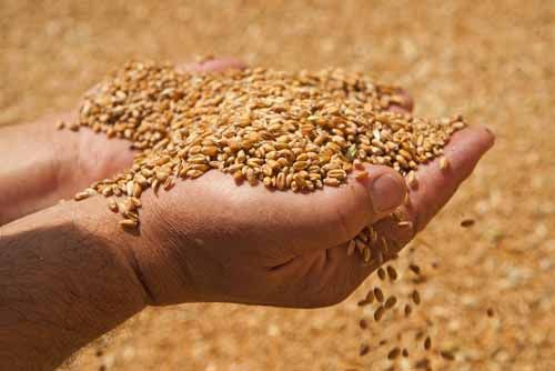 Hands hold grain in a warehouse